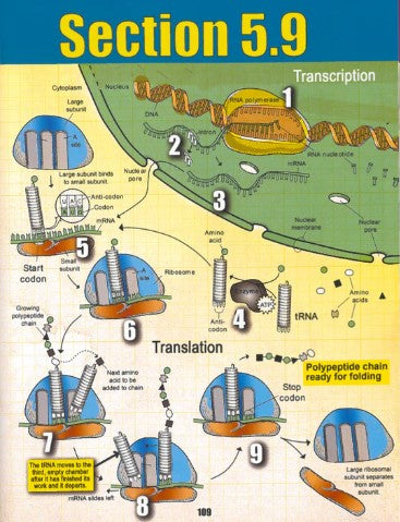 Our Incredible Human Cell