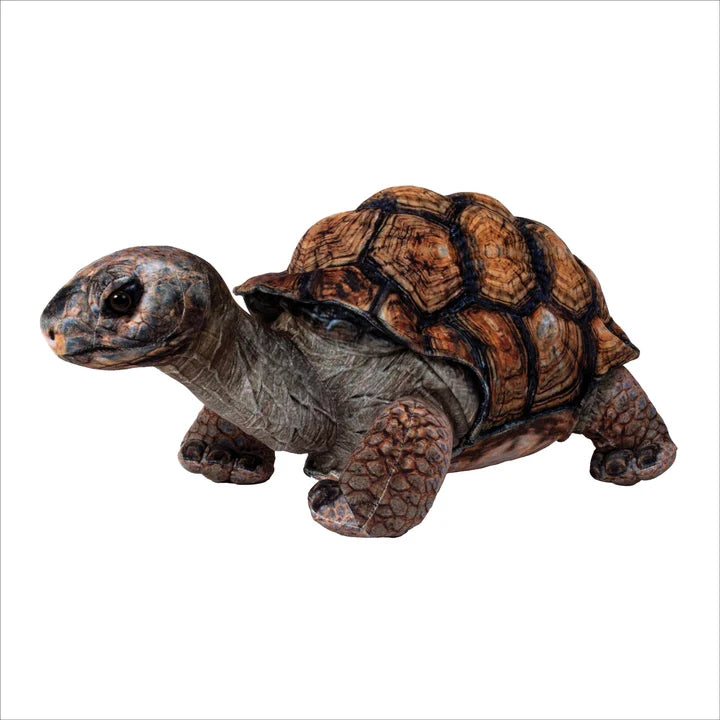 Brown Desert Tortoise 13"
